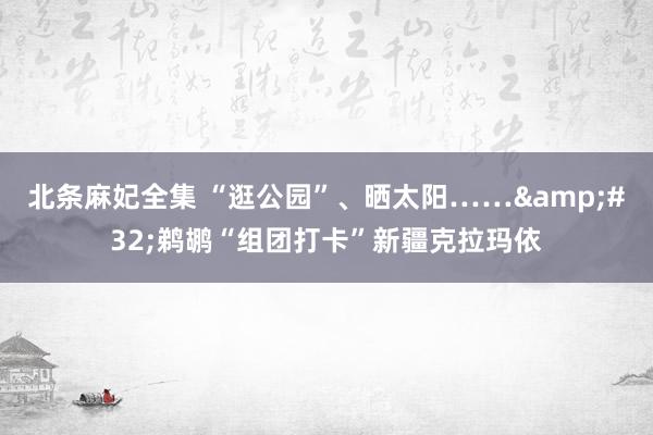 北条麻妃全集 “逛公园”、晒太阳……&#32;鹈鹕“组团打卡”新疆克拉玛依