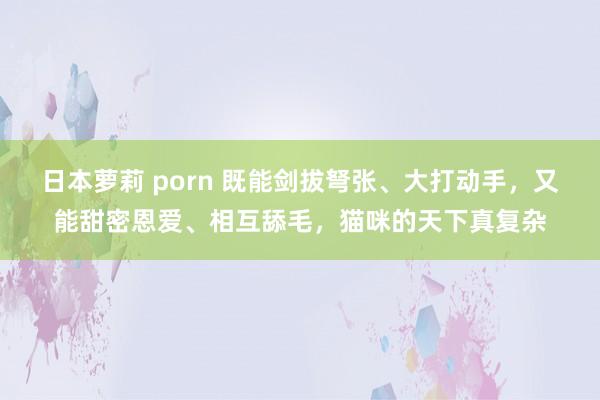 日本萝莉 porn 既能剑拔弩张、大打动手，又能甜密恩爱、相互舔毛，猫咪的天下真复杂